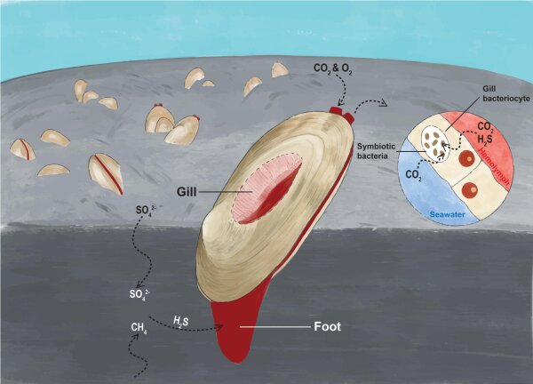 圖1：圖中展示白瓜貝將足伸入沉積物以獲取硫化氫。由於血液中含有血紅蛋白用作輸送氣體，白瓜貝的足與外套膜均呈紅色，這是一種應對低氧環境的適應方式。（浸大學生胡俊彤繪)
