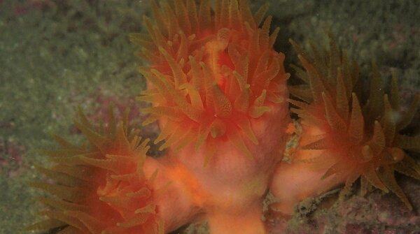 A colony of the sun coral Tubastraea megacorallita. (Photo credit: Yiu King-fung)