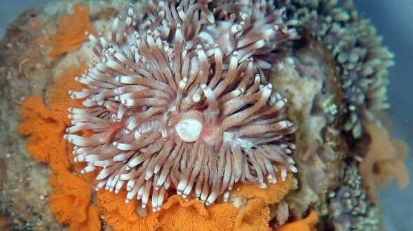 「食角孔珊瑚背鰓海蛞蝓」以及牠們黏附在珊瑚表面的橙黃色帶狀卵袋。（胡俊彤攝）