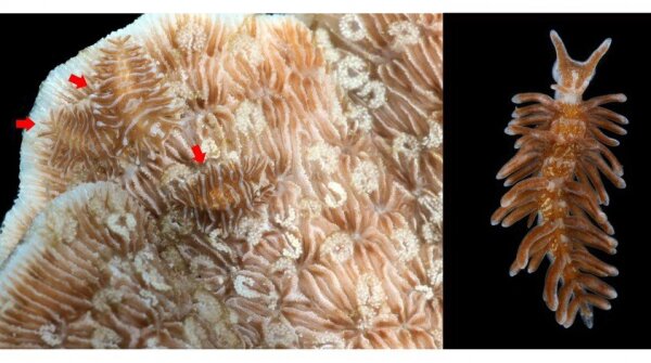 (Left) Three nudibranchs of the species Phestilla fuscostriata (indicated by the red arrows) and their crescent-shaped egg masses on the surface of the leaf coral. (Right) An adult Phestilla fuscostriata. (Photo credit: Hu Juntong)