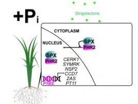 浸大研究揭示植物磷飢餓反應促進叢枝菌根共生的調控機制