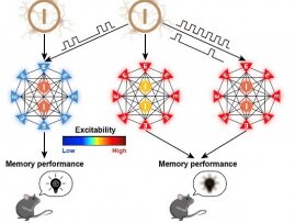 HKBU physicists reveal the possible impact of network stimulation at dual frequencies in cognitive therapies 