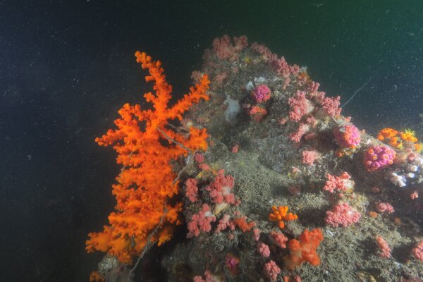 水底中的「树型筒星珊瑚」群体。