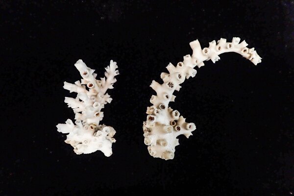 「树型筒星珊瑚」的骨骼。