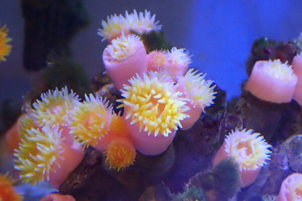 伸出触手的「紫肉筒星珊瑚」群体。