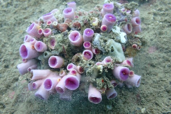 收起觸手的「紫肉筒星珊瑚」群體。