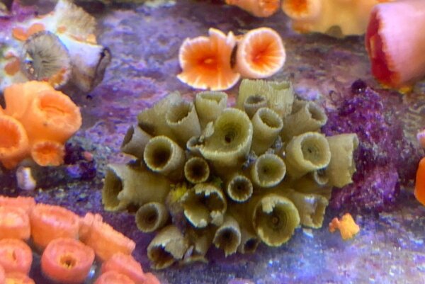 Tubastraea violacea: A colony with tentacles retracted.