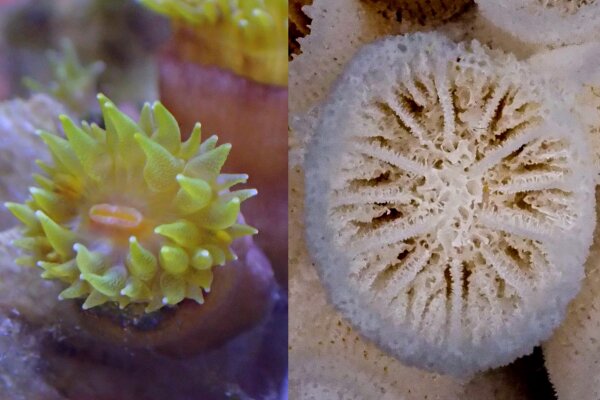 「綠壁筒星珊瑚」：（左）伸出觸手的珊瑚體特寫；（右）珊瑚體骨骼特寫