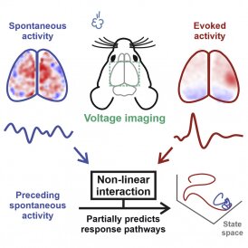 Interdisciplinary research collaboration reveals the complex interactions between spontaneous activity and sensory-evoked activity in the brain