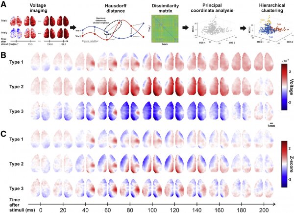 Clustering analysis reveals three typical propagating pathways in whisker stimuli-evoked cortical voltage activities