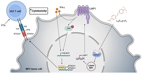 浸大研究發現，在機制上，（L2）P4誘導EBV LMP1的表達，導致IFN-g/p-JNK和NLRC5啟動以及隨後BTN2A1/BTN3A1的表達，最終增強Vδ2 T細胞對鼻咽癌細胞表面BTN2A1/BTN3A1蛋白的識別，從而介導了殺傷。