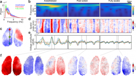 浸大物理系團隊與神經科學合作夥伴揭示老鼠大腦皮層在不同清醒程度下如何產生複雜波形模式