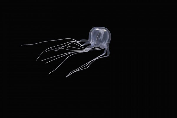 The new box jellyfish species Tripedalia maipoensis