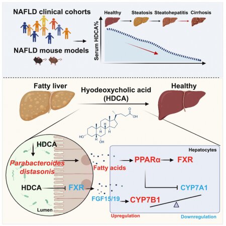 HDCA demonstrates therapeutic effects on NAFLD in multiple mouse models.