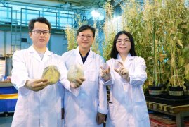 HKBU biologists discover two new windowpane shell species