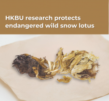 Research protects the endangered wild Saussurea involucrata (snow lotus)
