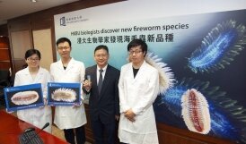 HKBU biologists discover and name new fireworm species in Hong Kong waters
