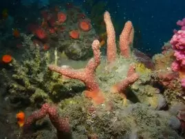 浸大探索大灣區海洋生物多樣性  港珠兩地水域發現軟珊瑚新物種