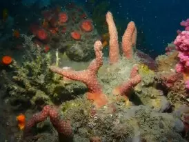 HKBU discovers new soft coral species in Hong Kong and Zhuhai waters during exploration of Greater Bay Area’s marine biodiversity