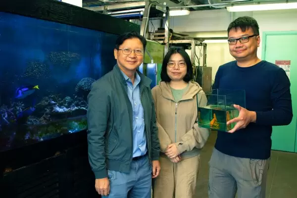 A research team led by Professor Qiu Jianwen (left), with members including Dr Li Yixuan, Post-doctoral Research Fellow (middle) and Loke Haixin, PhD student (right) of the Department of Biology at HKBU, discovered two new species of soft corals, Parasphaerasclera dimorpha sp. nov. and Paraminabea inflata sp. nov., from the waters of Hong Kong and Zhuhai respectively. 