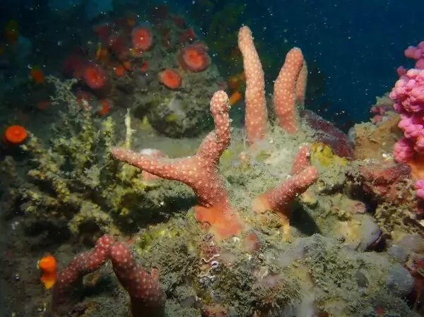 New soft corals species: Parasphaerasclera dimorpha sp. nov.