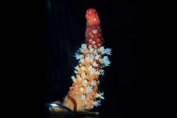 A colony of Parasphaerasclera dimorpha sp. nov. with extended tentacles.