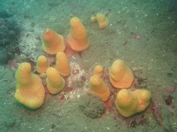 New soft coral species Paraminabea inflata sp. nov. in the field.