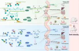 Ginseng’s potential to address high-fat-diet–induced obesity