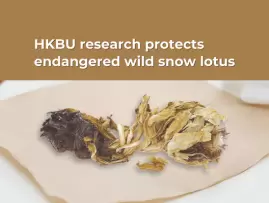 Research protects the endangered wild Saussurea involucrata (snow lotus)