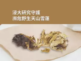浸大研究守護瀕危野生天山雪蓮