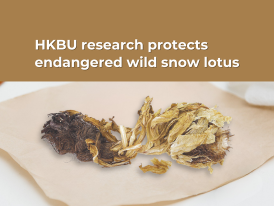 Research protects the endangered wild Saussurea involucrata (snow lotus)