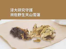 浸大研究守護瀕危野生天山雪蓮