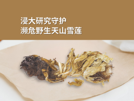 浸大研究守护濒危野生天山雪莲