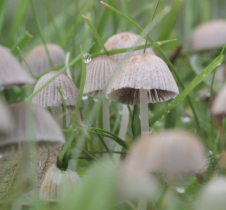 Scientists find a new fungus-made compound that fights fungi and weeds