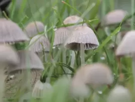 Scientists find a new fungus-made compound that fights fungi and weeds