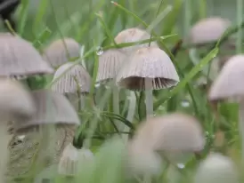 Scientists find a new fungus-made compound that fights fungi and weeds