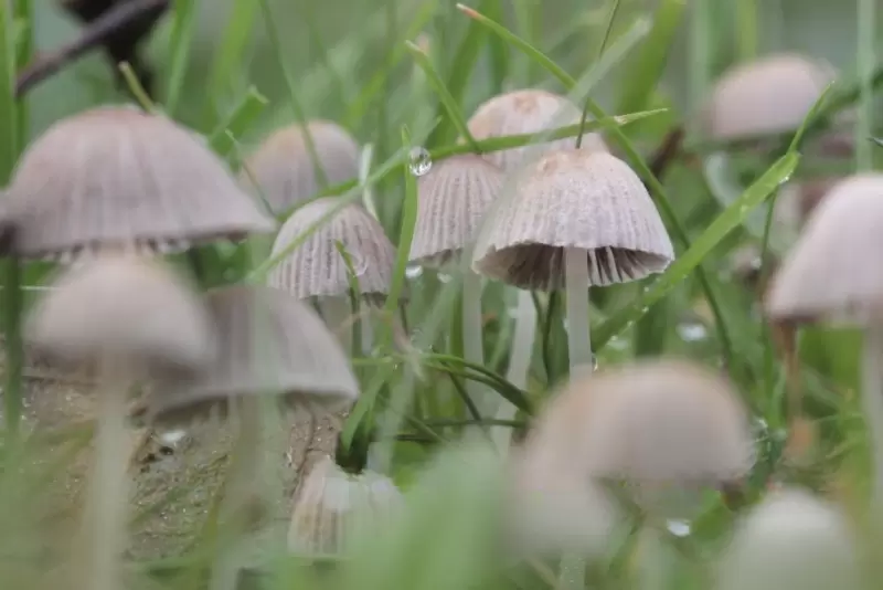 Scientists Find a New Fungus-Made Compound That Fights Fungi and Weeds