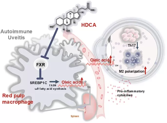 HKBU research discovers gut-derived molecule that suppresses Autoimmune Uveitis