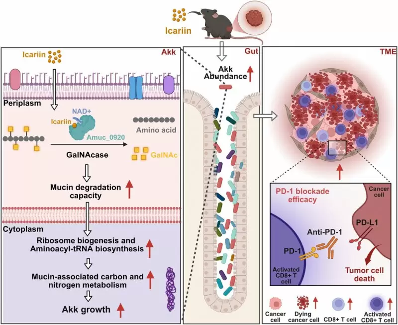 HKBU researchers uncover herbal compound "Icariin" as key to boosting cancer immunotherapy via gut microbiota