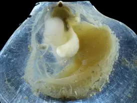 HKBU-led research maps glass scallop genome, revealing adaptation to extreme seeps