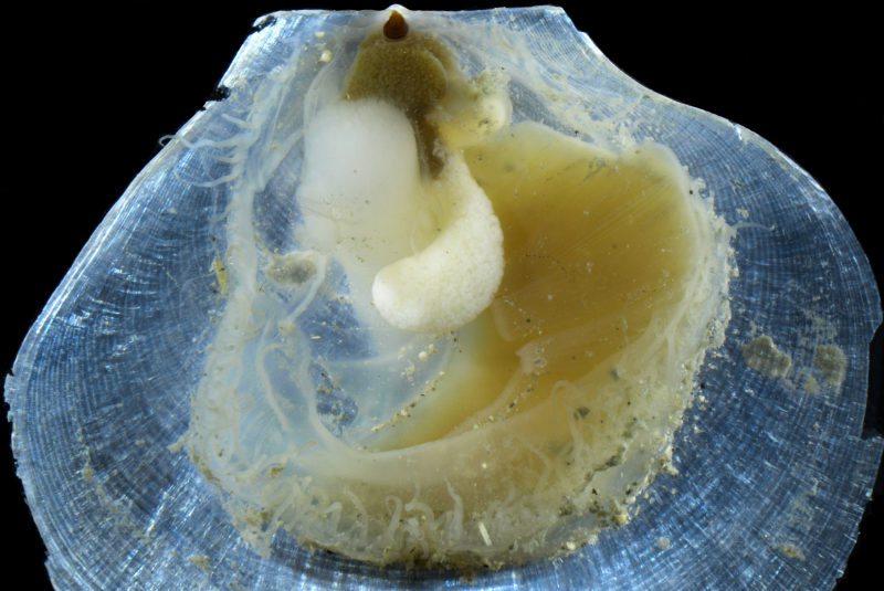 HKBU-led research maps glass scallop genome, revealing adaptation to extreme seeps