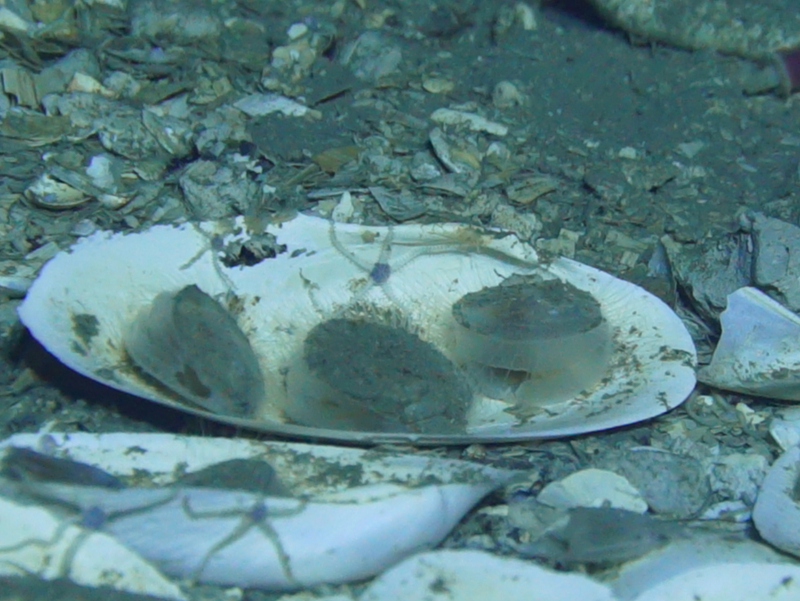 HKBU-led research maps glass scallop genome, revealing adaptation to extreme seeps