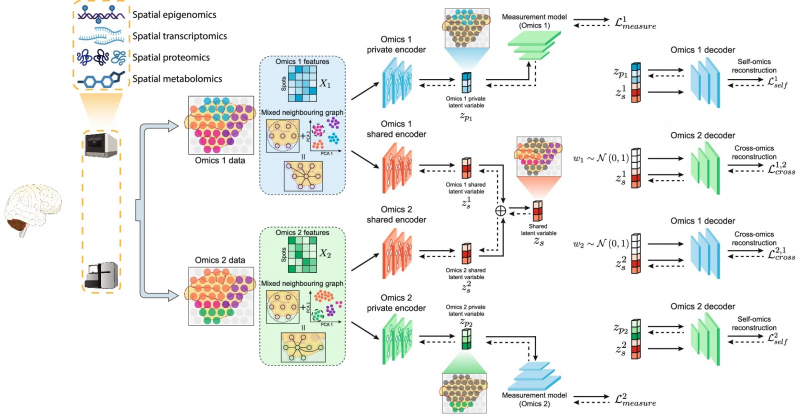 Revolutionising spatial multi-omics: HKBU's Computer Science disentangles complex biological data