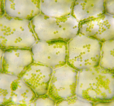 HKBU’s Department of Biology shows how nanosensors can detect plant stress before it is visible