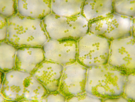 HKBU’s Department of Biology shows how nanosensors can detect plant stress before it is visible
