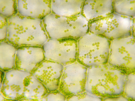 HKBU’s Department of Biology shows how nanosensors can detect plant stress before it is visible