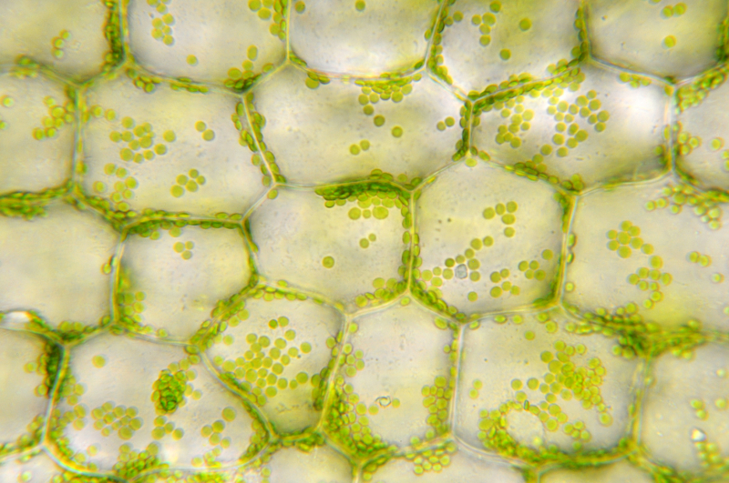HKBU’s Department of Biology shows how nanosensors can detect plant stress before it is visible
