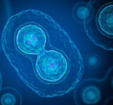 AI framework ‘EmbSAM’ co-developed by HKBU researchers brings high-precision 3D cell tracking to live-embryo imaging