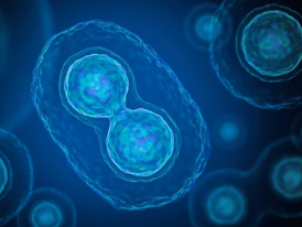 AI framework ‘EmbSAM’ co-developed by HKBU researchers brings high-precision 3D cell tracking to live-embryo imaging