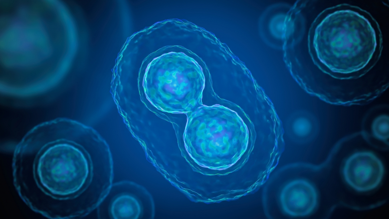 AI framework ‘EmbSAM’ co-developed by HKBU researchers brings high-precision 3D cell tracking to live-embryo imaging